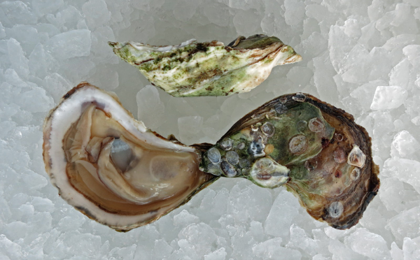 Raspberry Point Oysters
